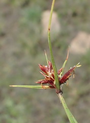Cyperus rupestris