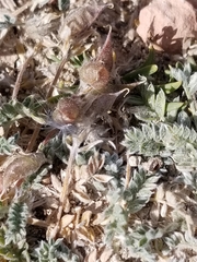 Oxytropis oreophila