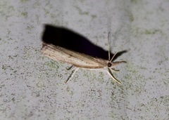 Fissicrambus mutabilis