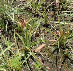 Cyperus rupestris