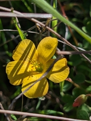 Oxalis californica