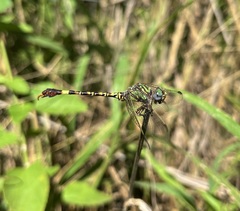 Paragomphus genei