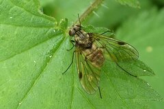 Chrysopilus cristatus