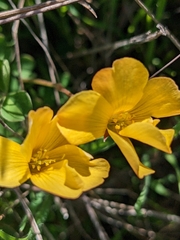 Oxalis californica