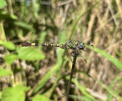Paragomphus genei