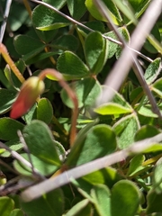 Oxalis californica