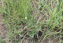 Dolichos angustifolius