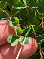 Oxalis californica