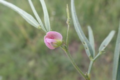 Dolichos angustifolius