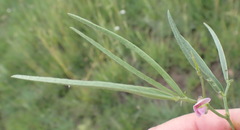 Dolichos angustifolius