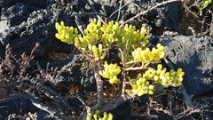 Tetraena fontanesii