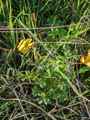 Oxalis californica