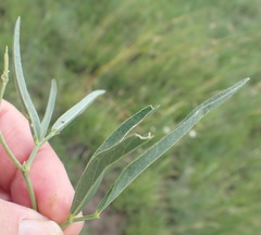 Dolichos angustifolius