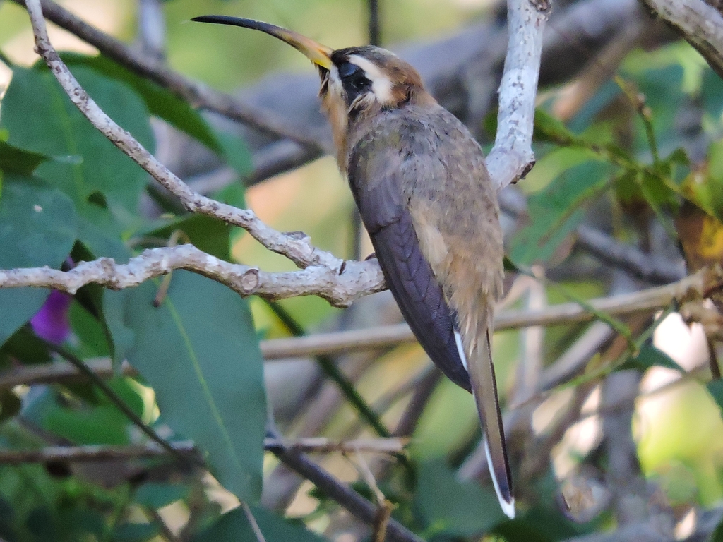 Broad-Tipped Hermit