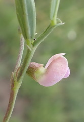 Dolichos angustifolius