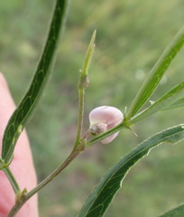 Dolichos angustifolius