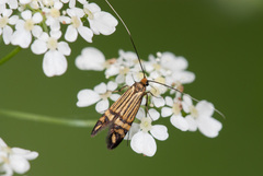 Nemophora ochsenheimerella