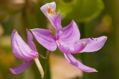 Calopogon tuberosus tuberosus