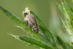 Philopedon plagiatum