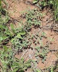 Indigofera alternans