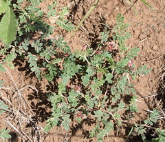 Indigofera alternans