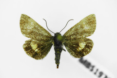 Panemeria tenebrata