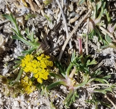 Lomatium minimum