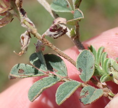 Indigofera alternans