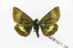 Panemeria tenebrata