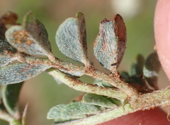 Indigofera alternans