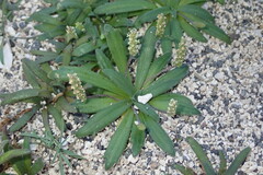 Plantago coronopus var. coronopus image