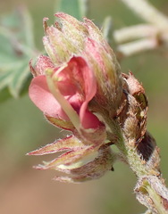 Indigofera alternans