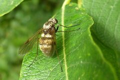 Chrysopilus cristatus