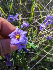 Solanum parishii