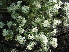 Leptosiphon nuttallii