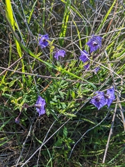 Solanum parishii