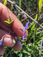 Solanum parishii