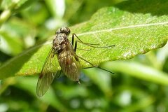 Chrysopilus cristatus