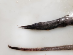 Serrivomer beanii