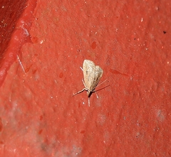 Eudonia octophora