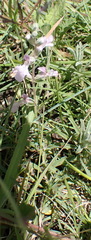 Stachys hyssopoides