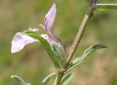 Stachys hyssopoides