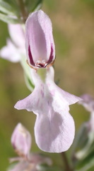 Stachys hyssopoides