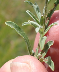 Stachys hyssopoides