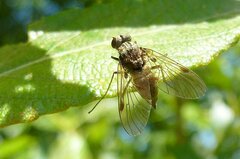 Chrysopilus cristatus