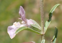 Stachys hyssopoides