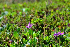 Dodecatheon