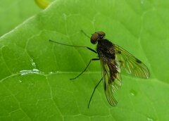 Chrysopilus cristatus