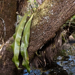 Campyloneurum costatum
