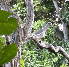Patagioenas corensis